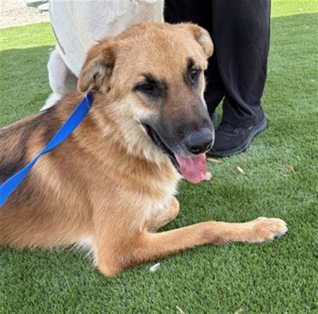 Skyler, a German Shepherd (mix breed), available for adoption