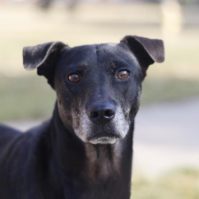 Tyson, a Labrador Retriever, available for adoption