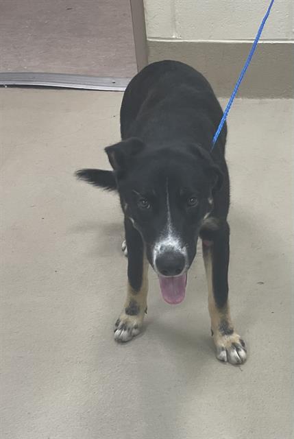 Otis, a Entlebucher (mix breed), available for adoption