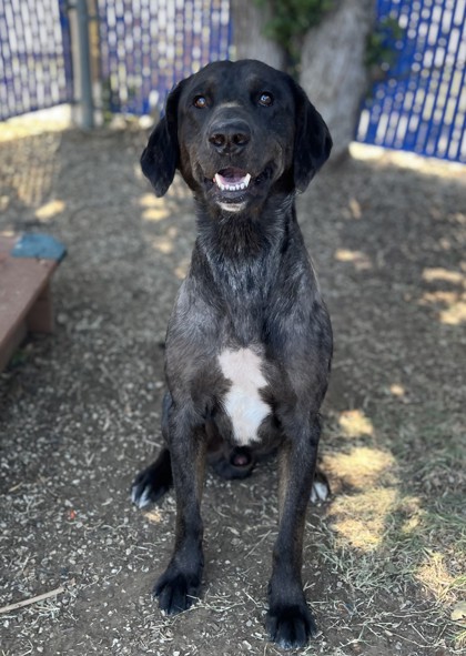 Ezekiel, a Labrador Retriever, available for adoption