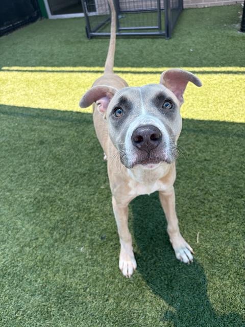 Finley, a American Staffordshire Terrier (mix breed), available for adoption