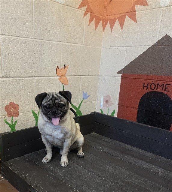 Junior Lucas, a Pug, available for adoption