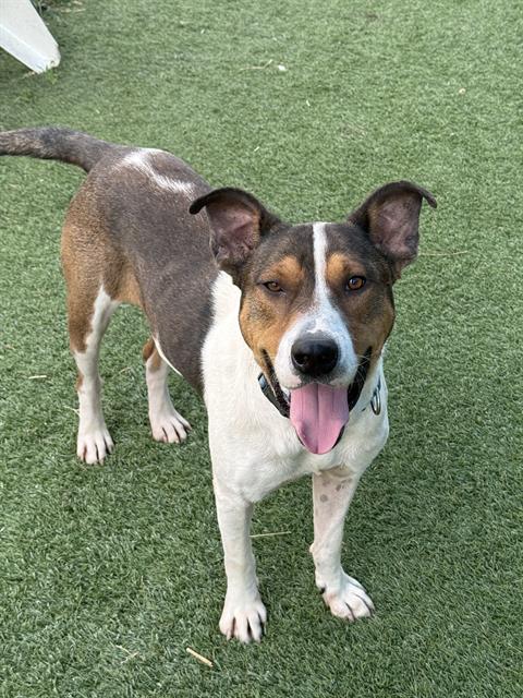 Tom, a American Staffordshire Terrier (mix breed), available for adoption