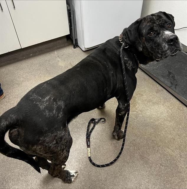 Bane, a Great Dane (mix breed), available for adoption
