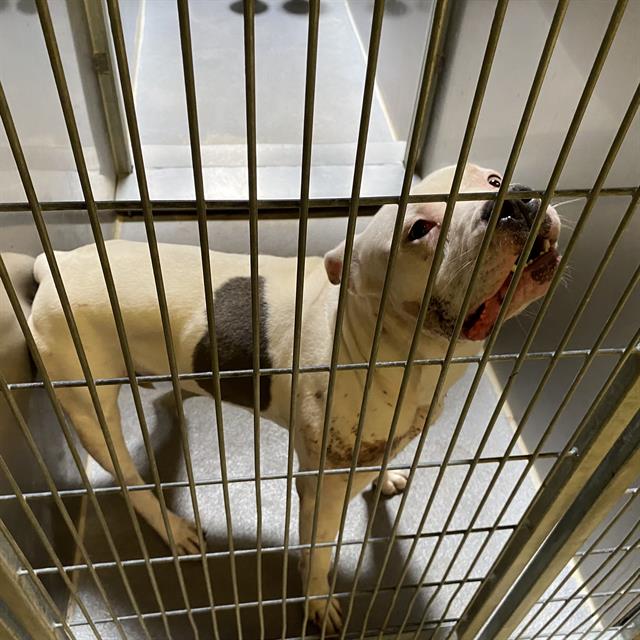 A614300, a Pit Bull Terrier, available for adoption