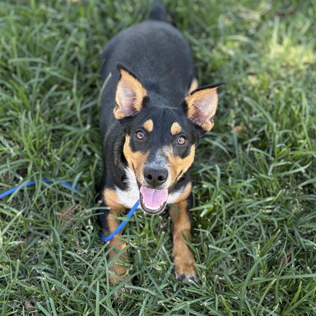 Shorty, a Welsh Corgi, available for adoption