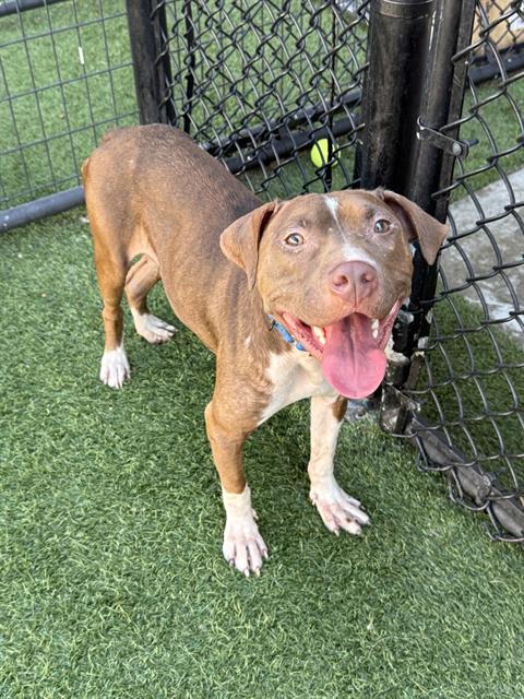 Mera, a Pit Bull Terrier (mix breed), available for adoption