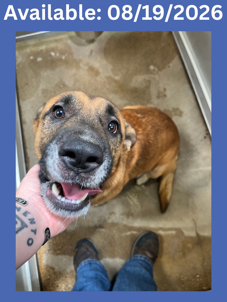 Buster, a Shepherd (mix breed), available for adoption