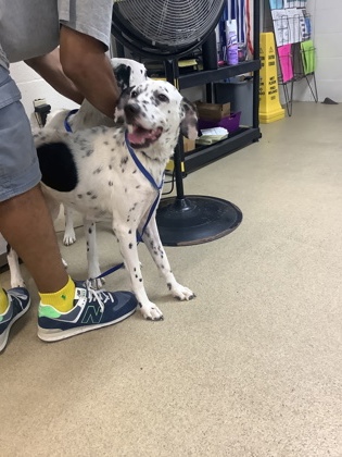 Pasha, a Dalmatian, available for adoption
