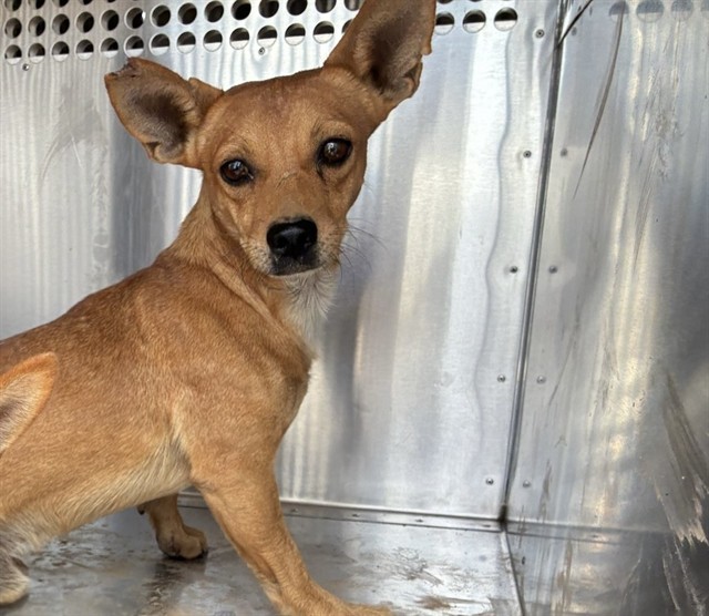 Sergio, a Chihuahua (mix breed), available for adoption