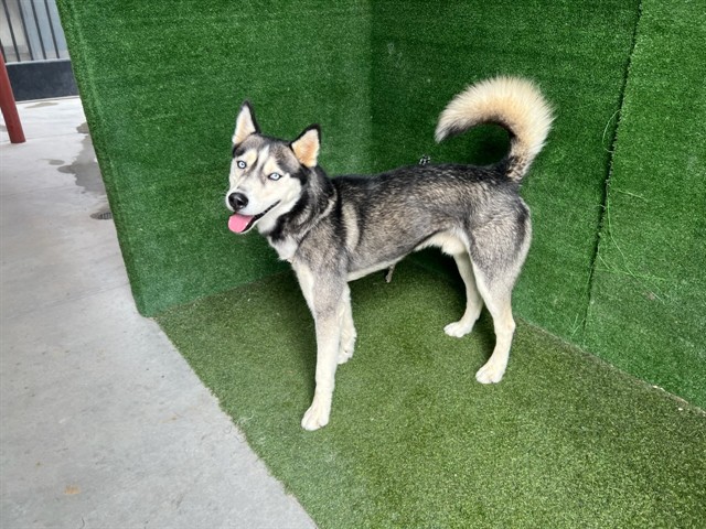 Hustle, a Siberian Husky, available for adoption