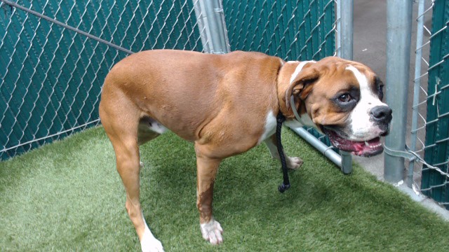 Baby, a Boxer, available for adoption