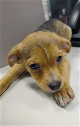Theodore, a Chihuahua, available for adoption