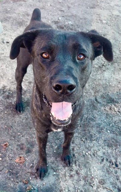 Lucas, a Pit Bull Terrier (mix breed), available for adoption