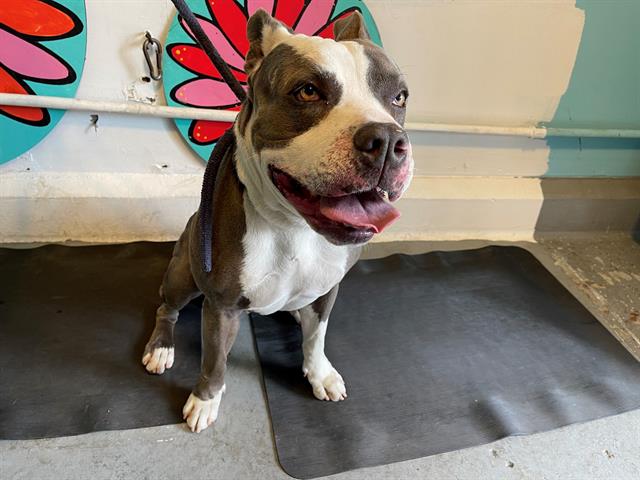 Smokey, a Pit Bull Terrier, available for adoption