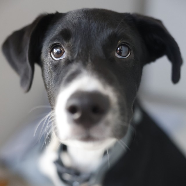 Hughie, a Terrier (mix breed), available for adoption