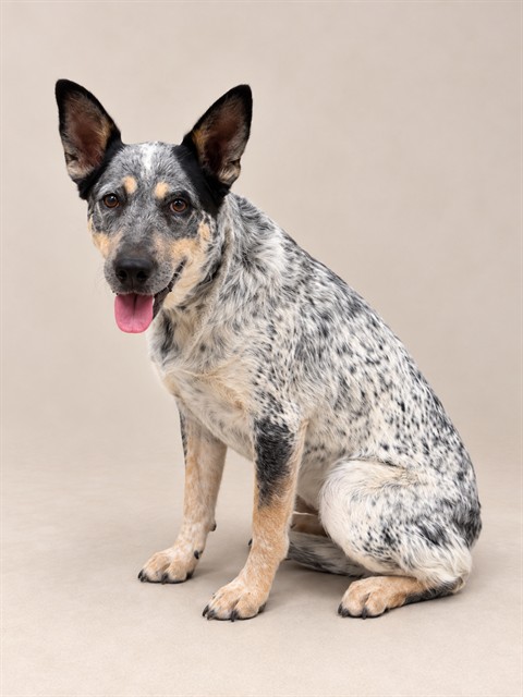 Lexi, a Australian Cattle Dog/Blue Heeler, available for adoption