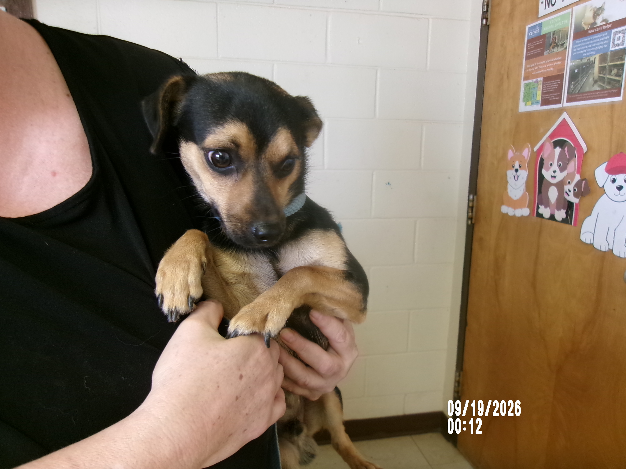 Fuzzy, a Chihuahua (mix breed), available for adoption