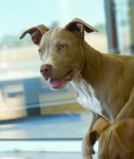 Athena, a Pit Bull Terrier (mix breed), available for adoption