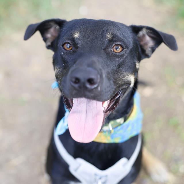 Dr Pepper, a Shepherd, available for adoption