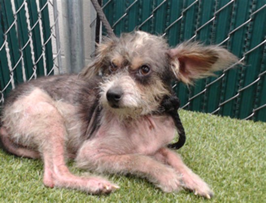 Jules, a Terrier, available for adoption