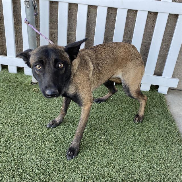 Haddley, a Belgian Shepherd Malinois, available for adoption