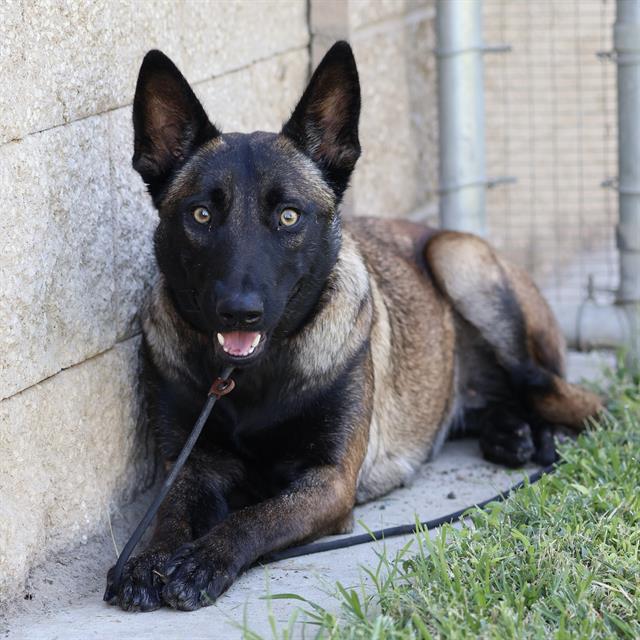 Haddley, a Belgian Shepherd Malinois, available for adoption