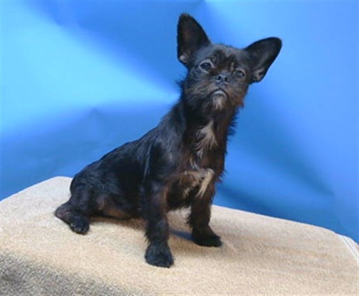 A5804816, a Brussels Griffon, available for adoption
