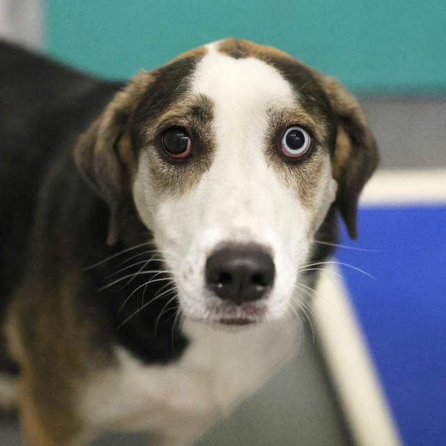 Cubow, a Bernese Mountain Dog (mix breed), available for adoption