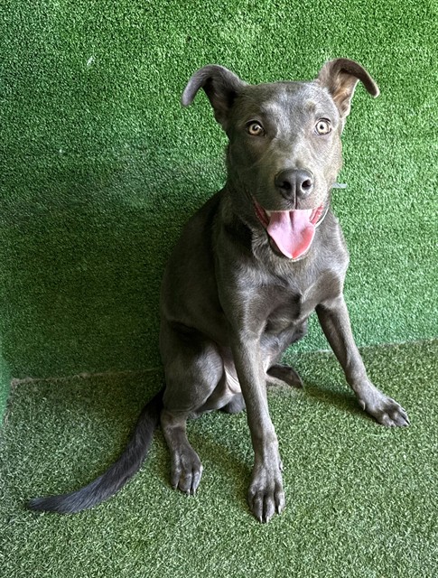 Bolt, a German Shepherd, available for adoption