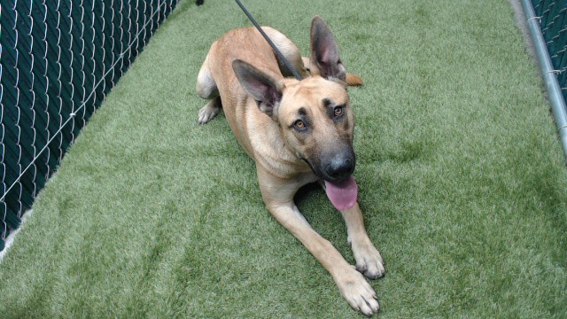 Dotty, a German Shepherd, available for adoption