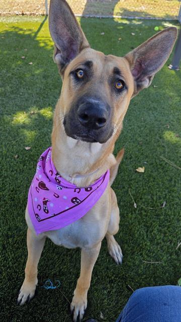 Dotty, a German Shepherd, available for adoption