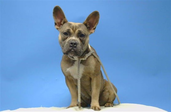 A5805433, a French Bulldog, available for adoption