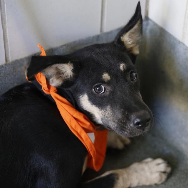 Reeses, a Shepherd (mix breed), available for adoption
