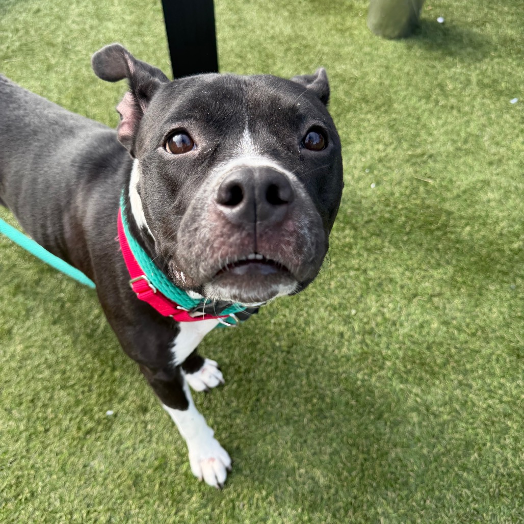 Pookie, a Pit Bull Terrier (mix breed), available for adoption