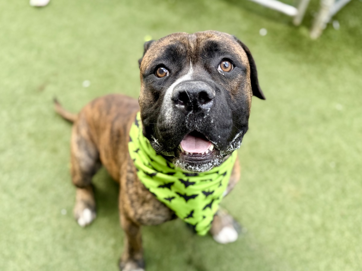 Babka, a Mastiff, available for adoption