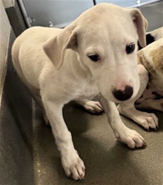 A035360, a Labrador Retriever (mix breed), available for adoption