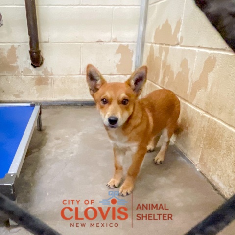 Jack, a Corgi (mix breed), available for adoption