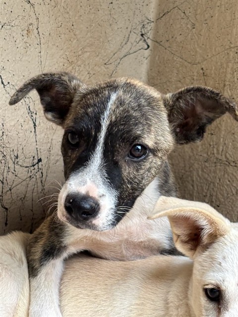 A478683, a Pit Bull Terrier (mix breed), available for adoption