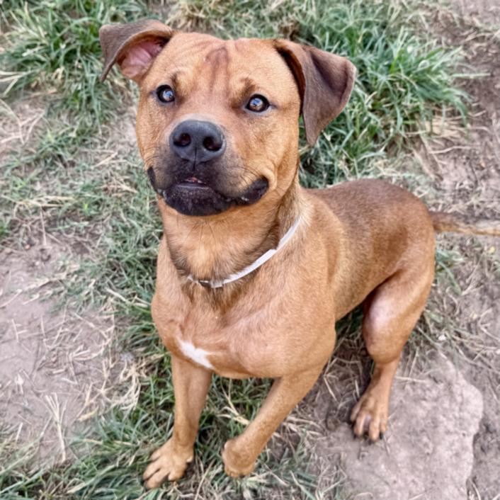 Pooky, a Staffordshire Bull Terrier (mix breed), available for adoption