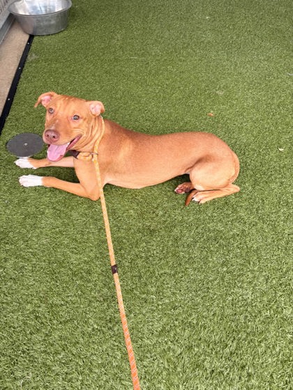 Blondy, a Pit Bull Terrier, available for adoption