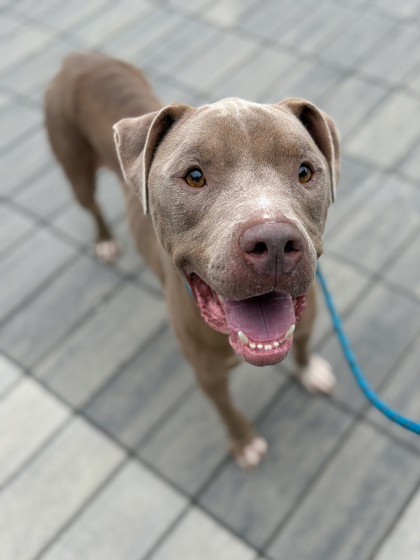 Chance, a Pit Bull Terrier (mix breed), available for adoption