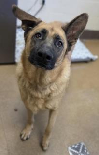 Bobo, a German Shepherd, available for adoption