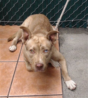 Toffee, a Bullmastiff, available for adoption