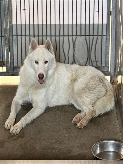 Winter, a German Shepherd (mix breed), available for adoption