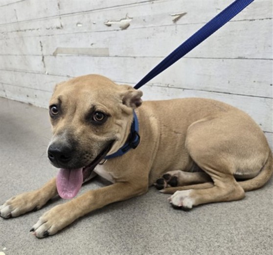 Jessie, a Pit Bull Terrier (mix breed), available for adoption