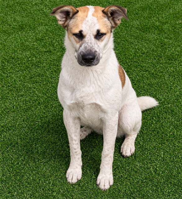 Dino, a White German Shepherd, available for adoption