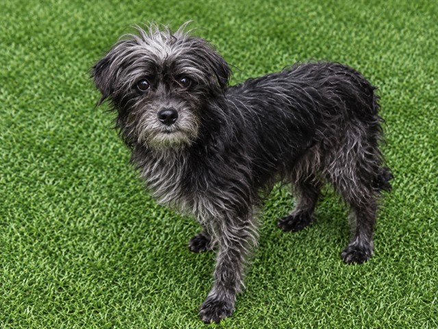 A5806972, a Terrier, available for adoption
