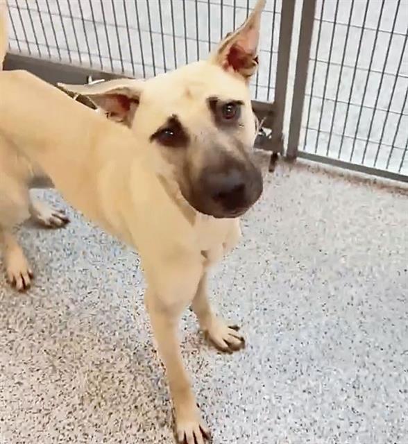 Bugs, a Black Mouth Cur, available for adoption
