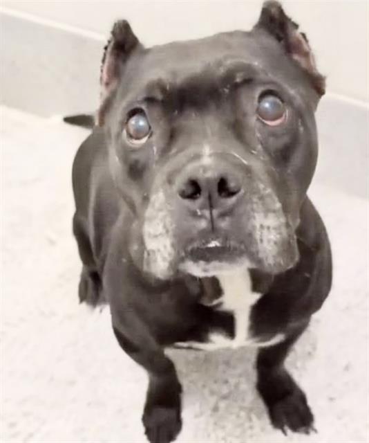 Thelma, a American Bulldog, available for adoption
